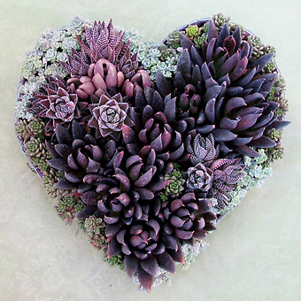 Purple Succulent Solid Heart